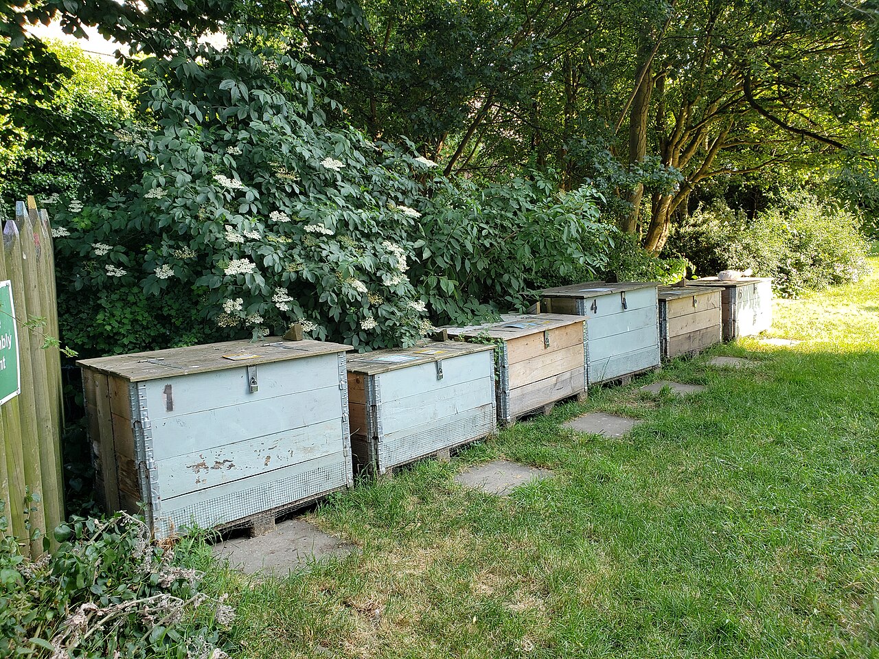 A row of wooden lidded compost bays beside shrubs and an accessible grass and stone working route