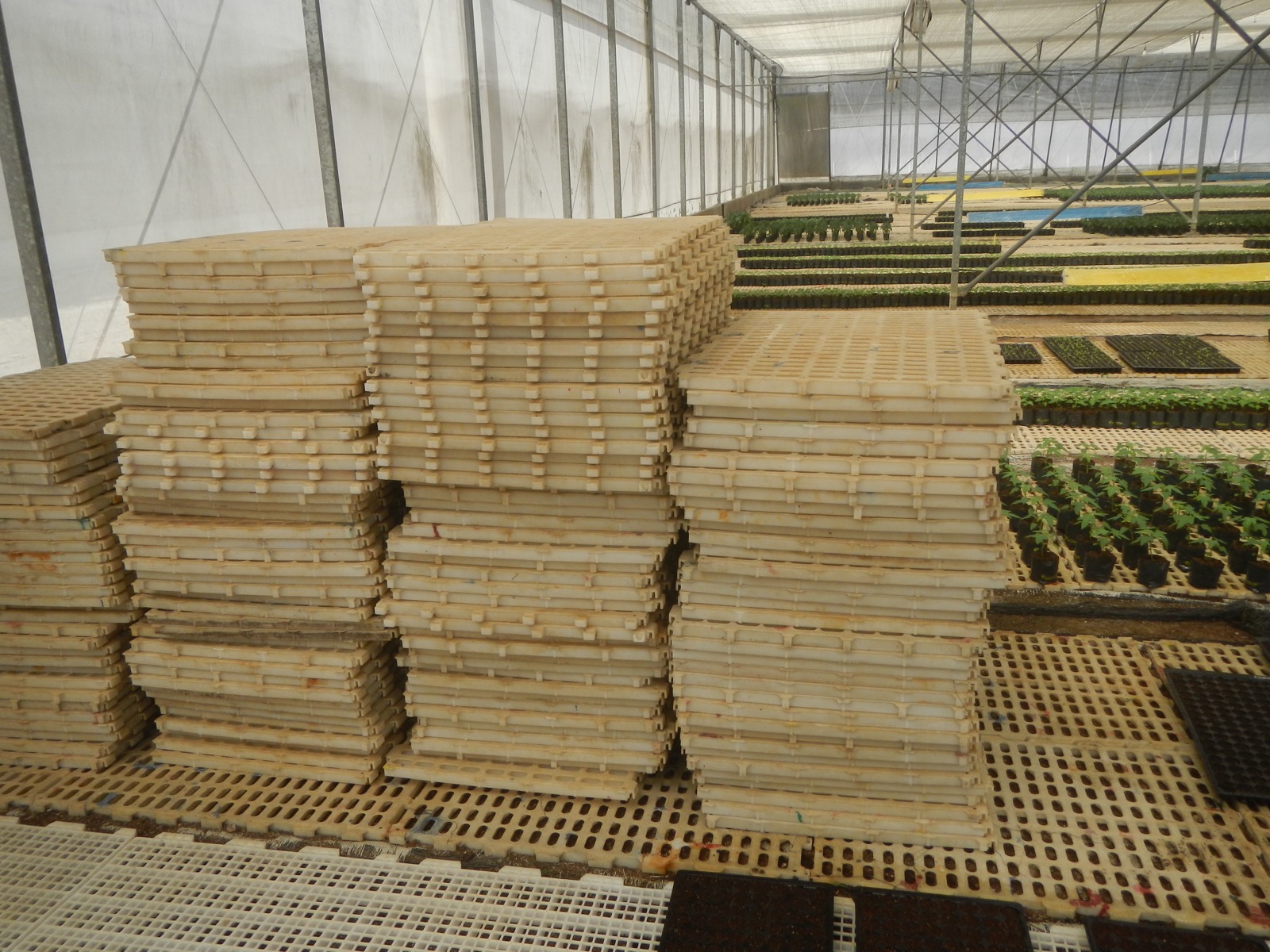 Cell trays stacked beside rows of growing seedlings inside a greenhouse-style seedling facility