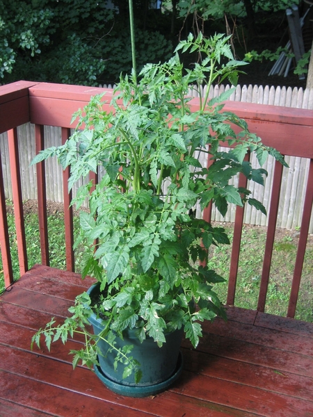 A complete tomato plant in a container on a wooden deck with a railing and garden beyond