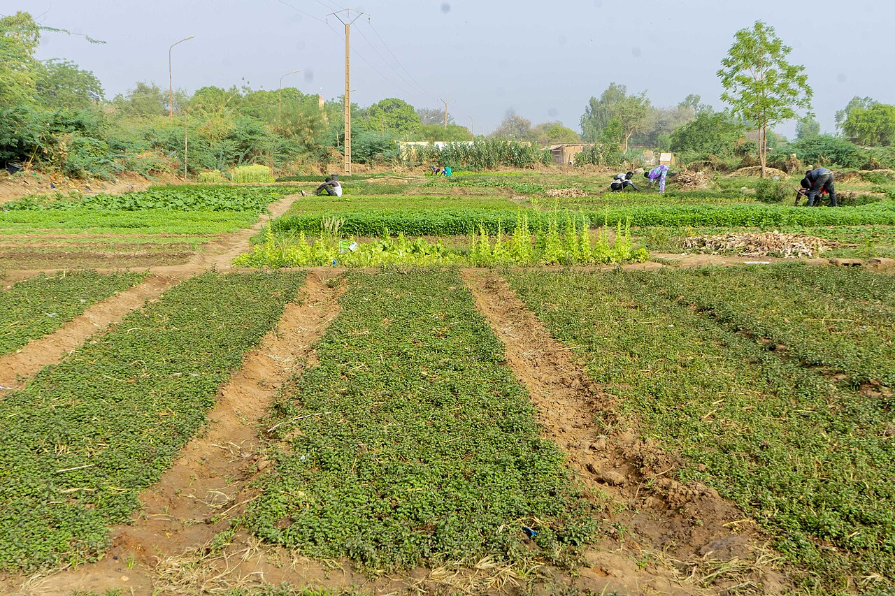 Leafy vegetables growing in an outdoor garden bed
