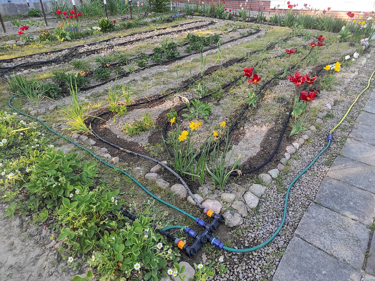 Outdoor garden beds with irrigation tubing, hoses, a multiway connection and a gravel path