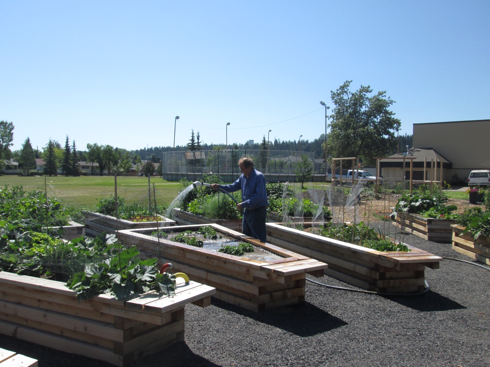 A gardener watering raised vegetable beds with a hose in an outdoor community garden