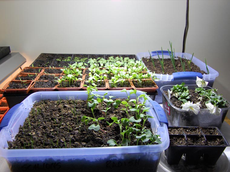 Containers of seedlings arranged on a surface in an indoor growing area