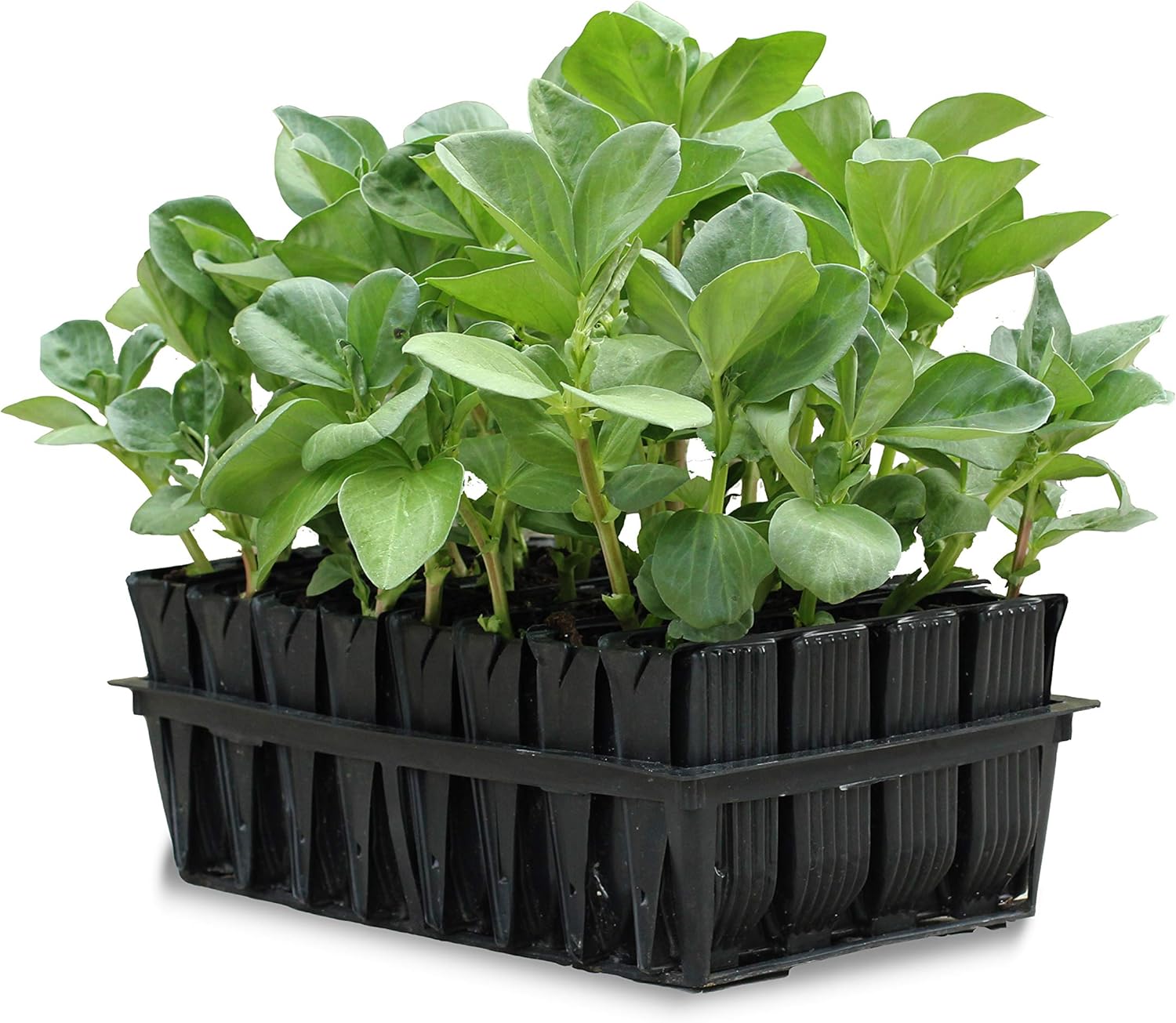 Tierra Garden 50-9000 Deep Rootrainers, exact Amazon first main photograph