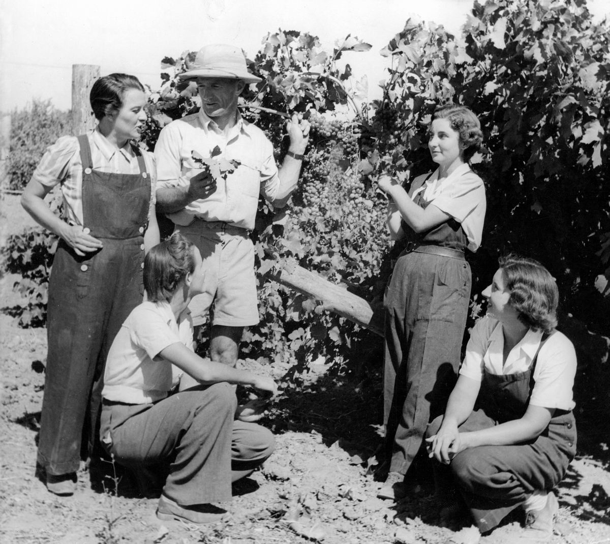 Historical vineyard lesson with people gathered around grapevines and a handheld pruning tool