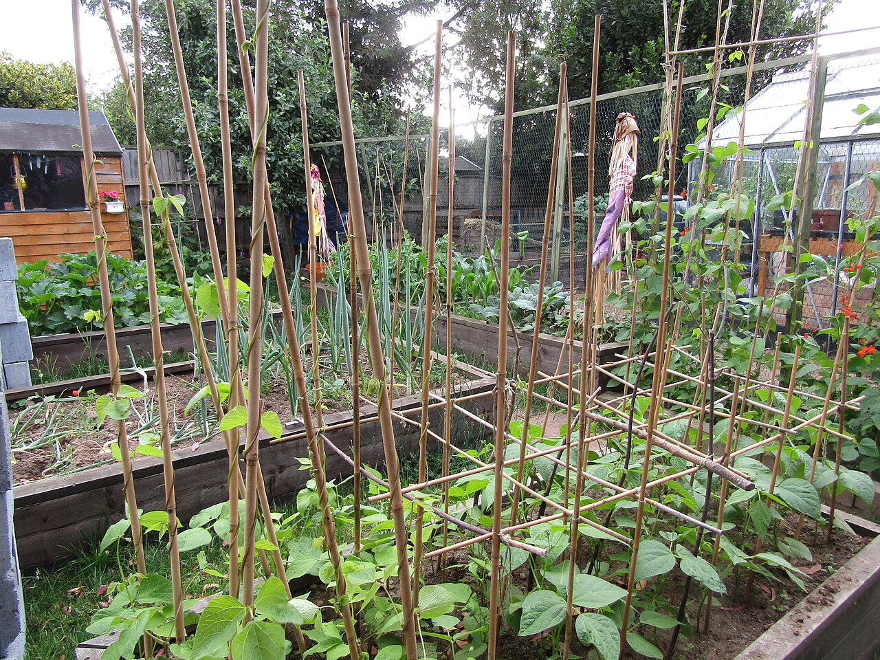 Raised vegetable beds arranged with walking paths in a garden