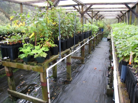 A plant nursery shadehouse with benches of plants, overhead framing and a central working aisle