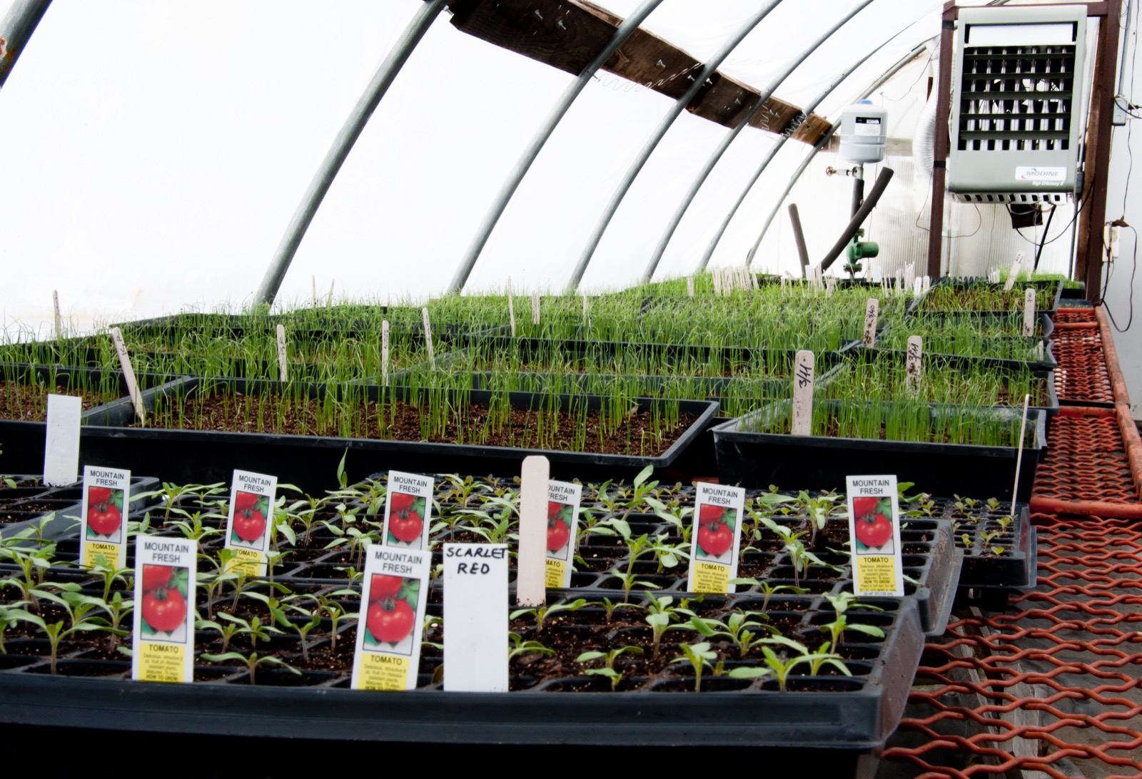 Trays of young vegetable plants arranged on benches inside a greenhouse