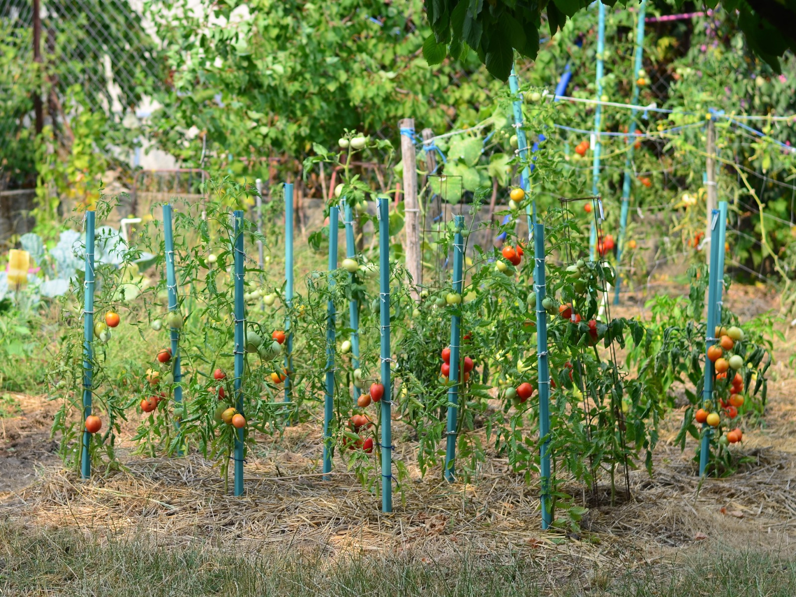 Straw mulch spread across an outdoor home vegetable garden around established plants