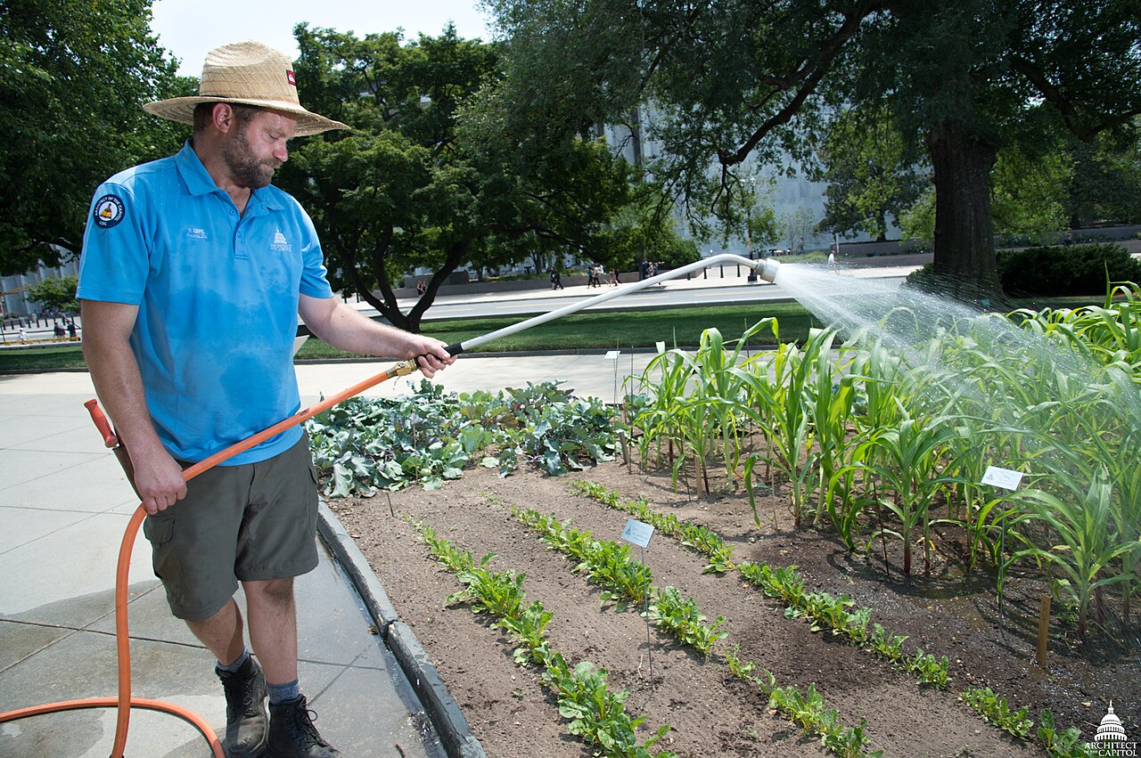 Gardener watering plants in the US Capitol 2017 War Garden